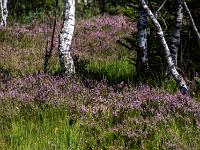 Streifen blühender Besenheide und Birkenstämme
